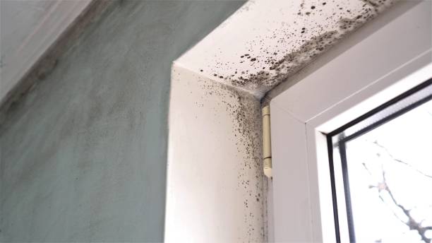 Best DIY Mold Remediation Support Services in Holly Lake Ranch, TX