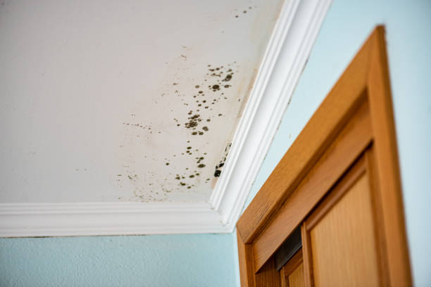 Best Insurance-Related Mold Remediation in Holly Lake Ranch, TX