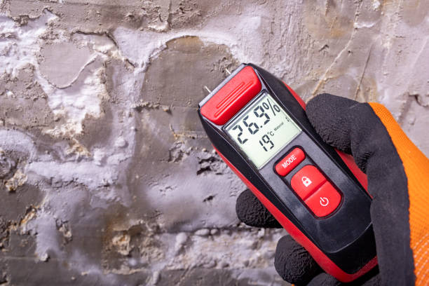Best Post-Flood Mold Remediation in Holly Lake Ranch, TX