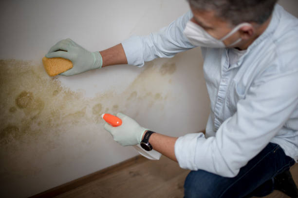 Best Commercial Mold Remediation in Holly Lake Ranch, TX