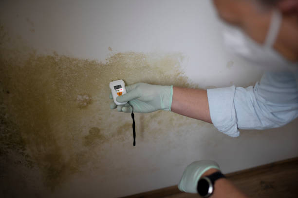 Best Mold Testing and Inspection Services in Holly Lake Ranch, TX
