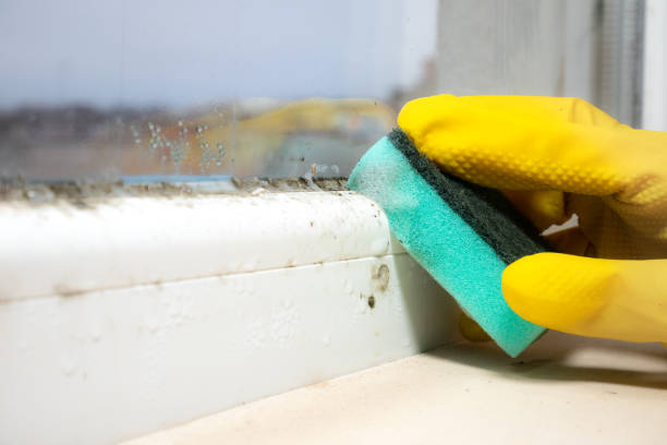 Best Attic Mold Remediation in Holly Lake Ranch, TX