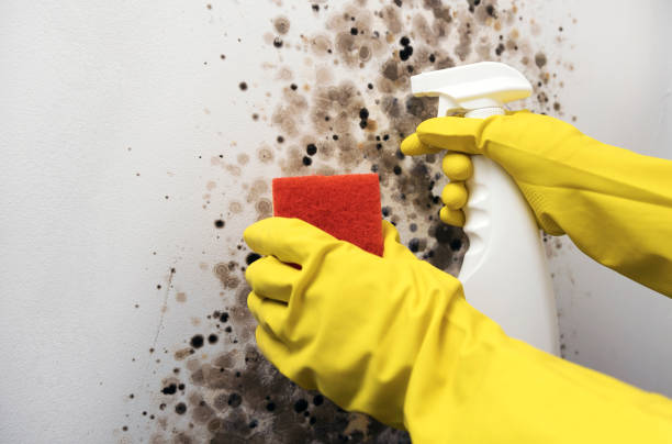 Best Bathroom Mold Remediation in Holly Lake Ranch, TX